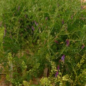 Hairy vetch